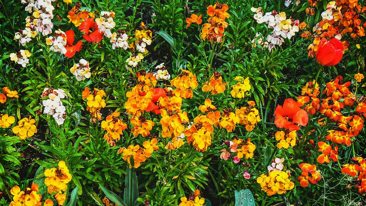 closeup photo of assorted-color flowers
