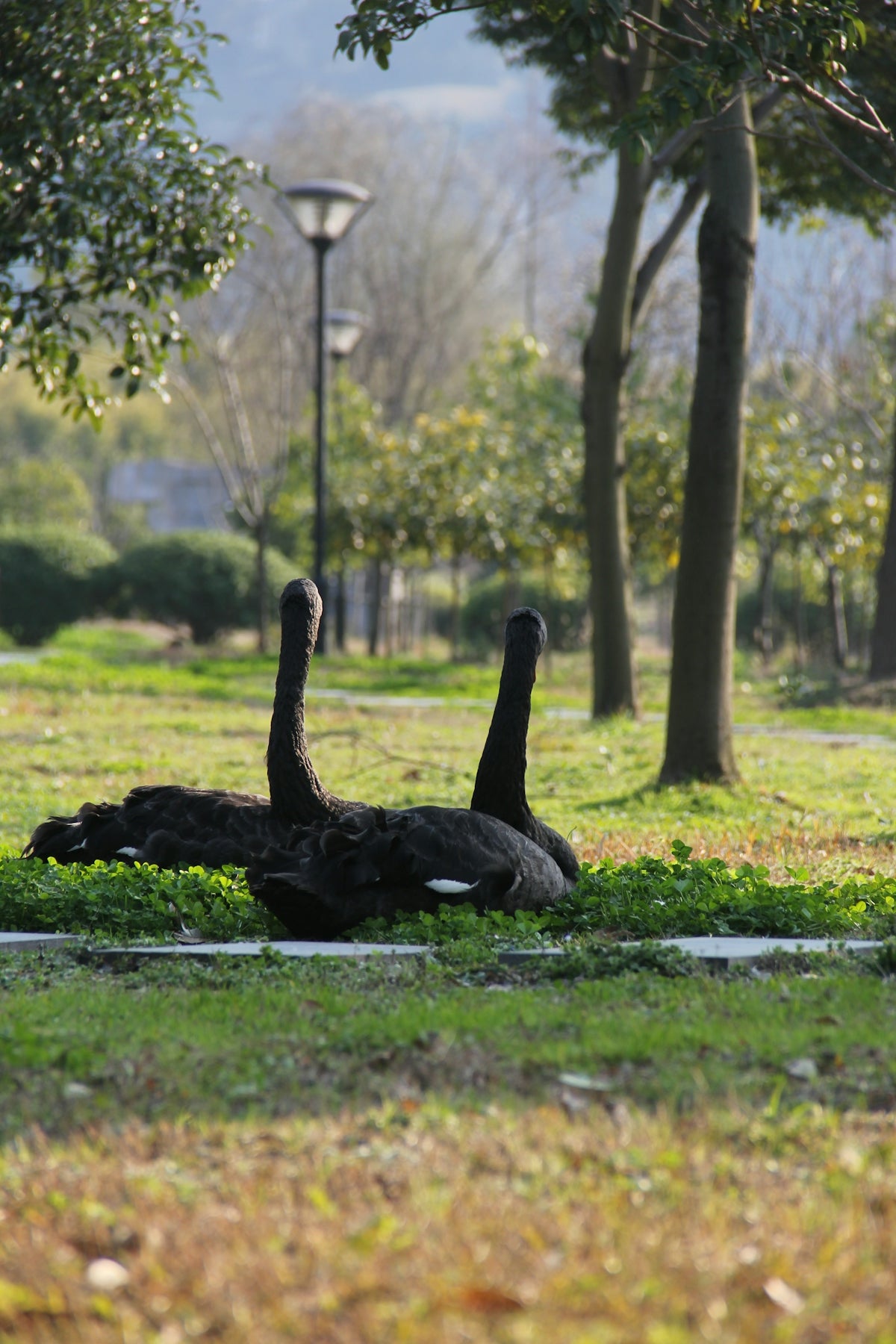 a couple of birds that are laying in the grass