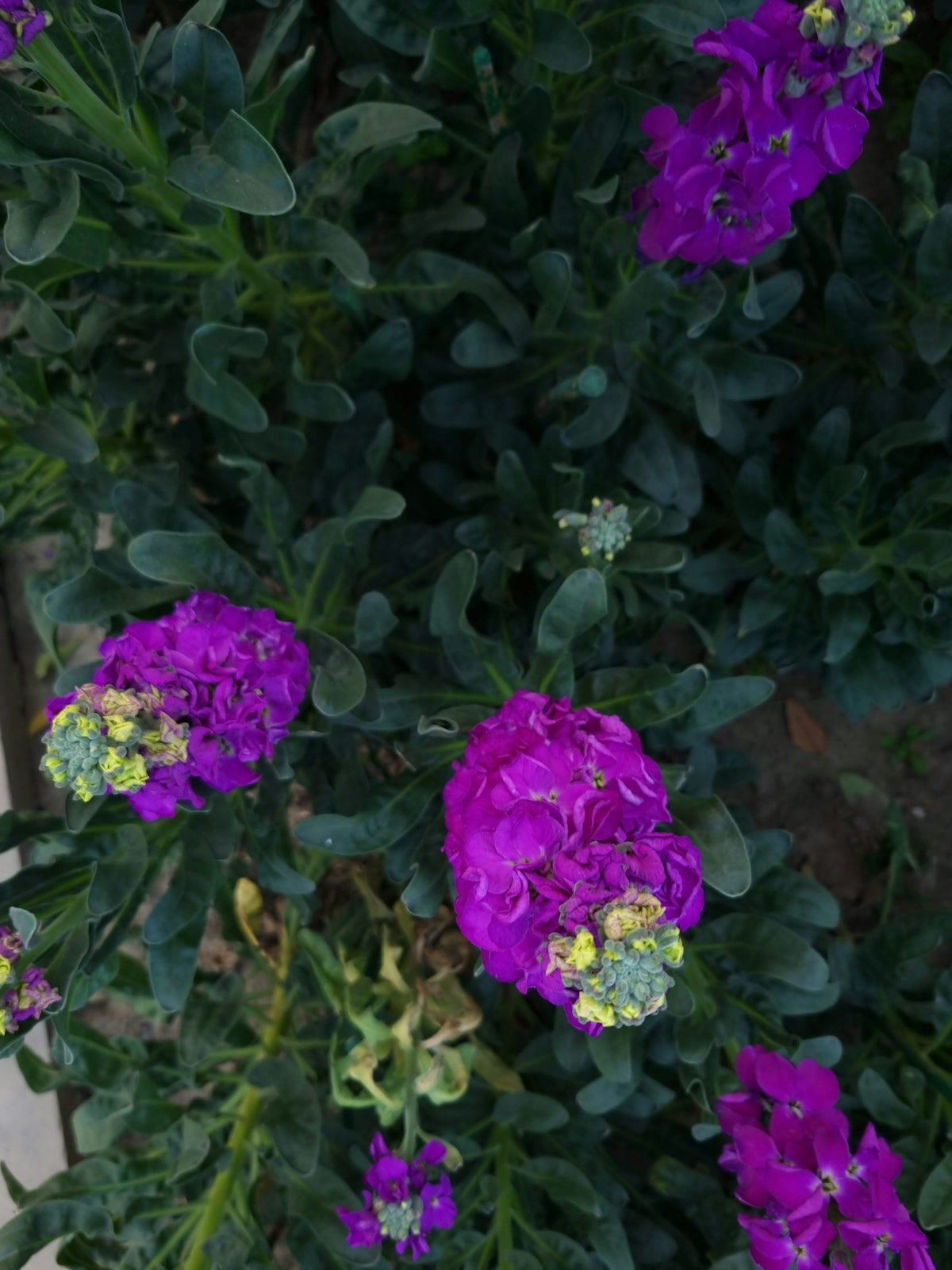 a bunch of purple flowers in a garden