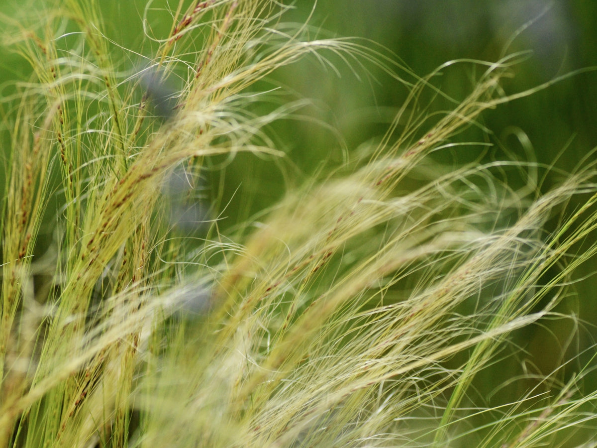 Feathery grass sways gently in the breeze.