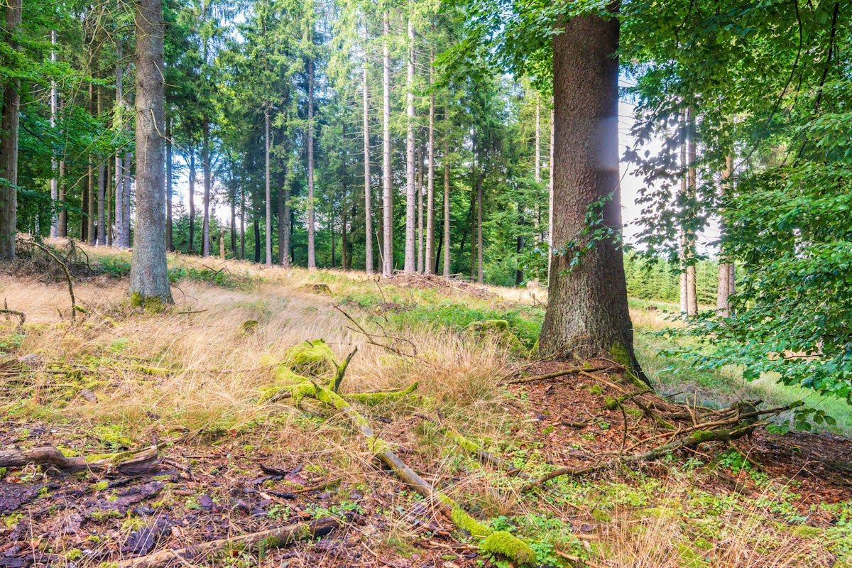 Sunlit forest floor with tall trees and dry grass