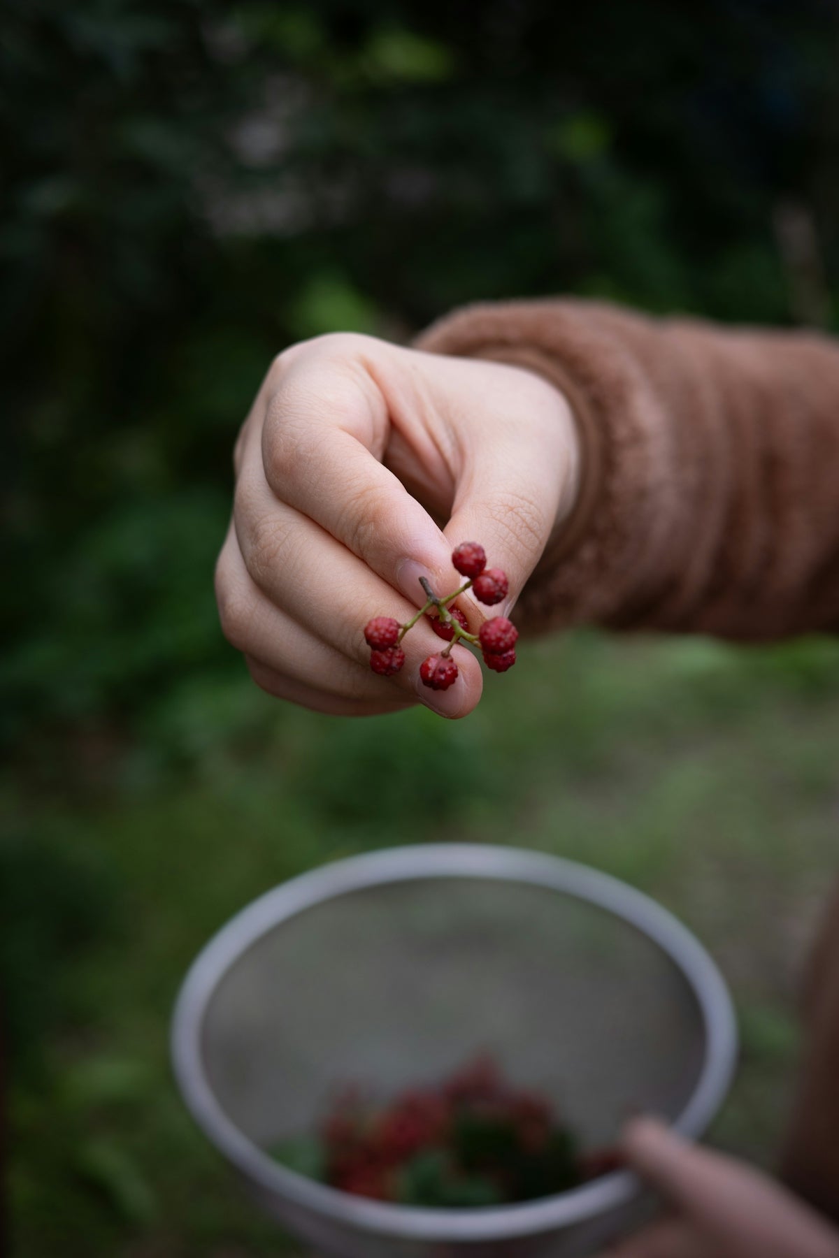 Hand holding small red berries over a sieve
