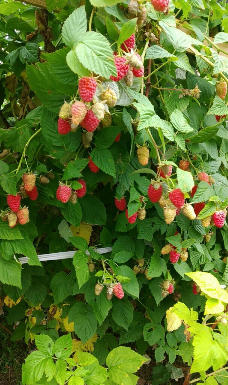Ahududu Fidanı 1-2 Yaş (Rubus idaeus) – Saksılı Tüplü