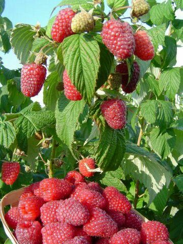 Ahududu Fidanı 1-2 Yaş (Rubus idaeus) – Saksılı Tüplü