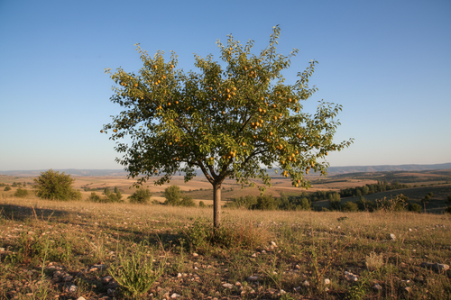 5 yaşında ahlat ağacı doğal arazide