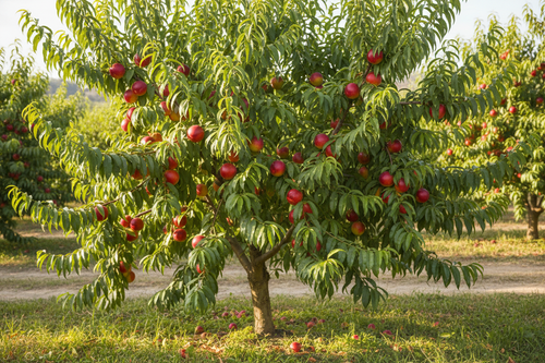 5 yaşında nektarin meyve bahçesinde