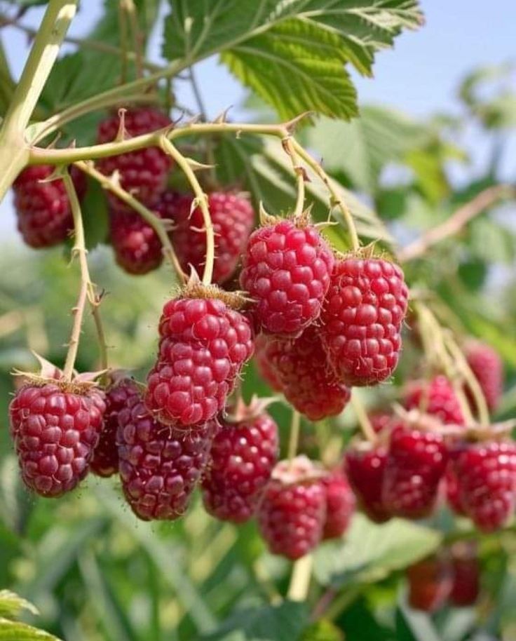 Ahududu Fidanı 1-2 Yaş (Rubus idaeus) – Saksılı Tüplü