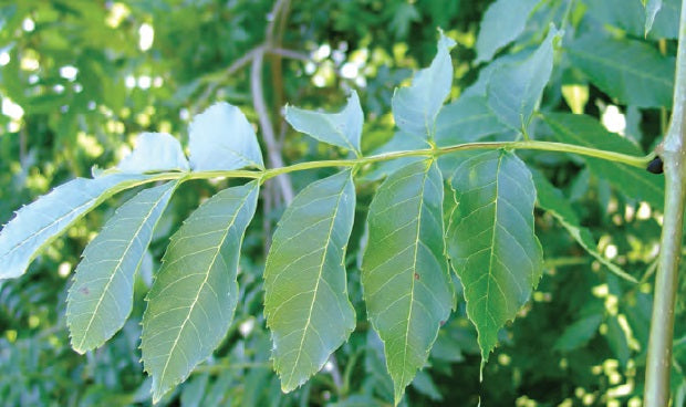 Dişbudak Ağacı Fidanı (Fraxinus L.) 2 Yaşında