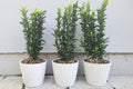 Sütun Taflan Green Rocket Fidanı 15-20 cm 1-2 Yaş - Euonymus | Doğaşık