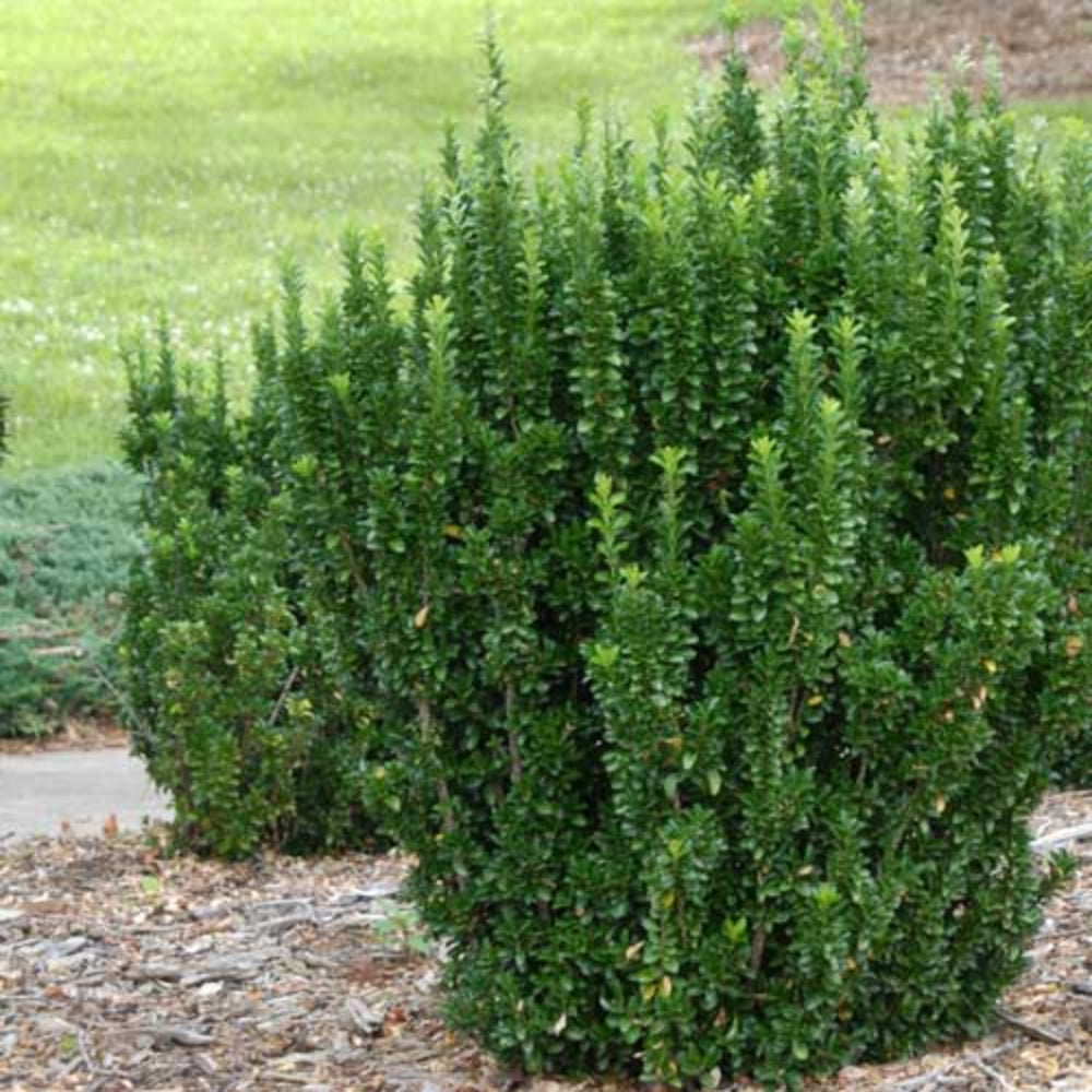 Sütun Taflan Green Rocket Fidanı 15-20 cm 1-2 Yaş - Euonymus | Doğaşık