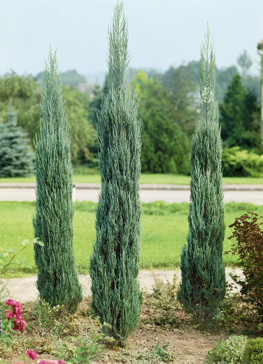 Juniperus virginiana 'Skyrocket' Roket Ardıç Fidanı