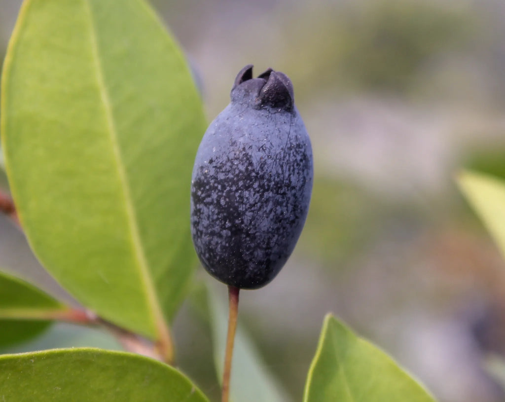 Siyah Mersin Murt Fidanı- Myrtus Communis | Doğaşık