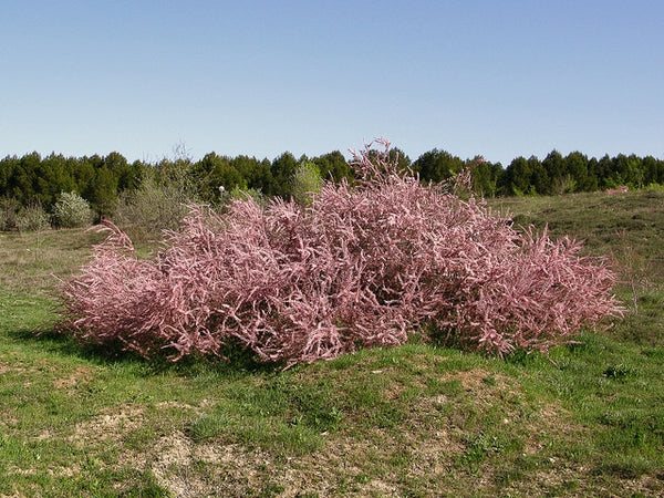 Ilgın Ağacı Fidanı 2 Yaş - Tamarix | Doğaşık