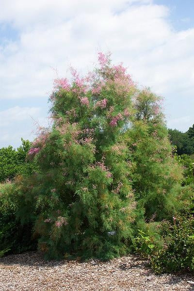 Ilgın Ağacı Fidanı 2 Yaş - Tamarix | Doğaşık