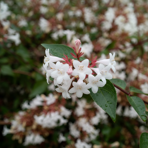 Abelia çiçek ve yaprak detayı