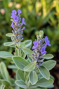 adaçayı Salvia officinalis 1-2 yaş arası