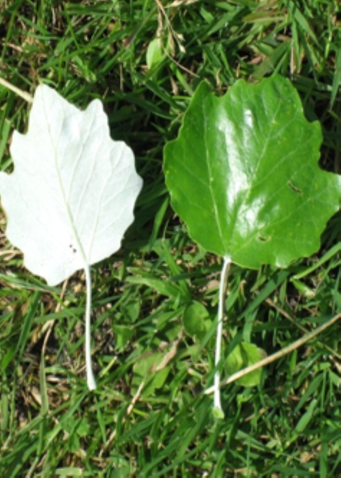 Ak Kavak Fidanı (Populus alba) 1-2 Yaş Tüplü