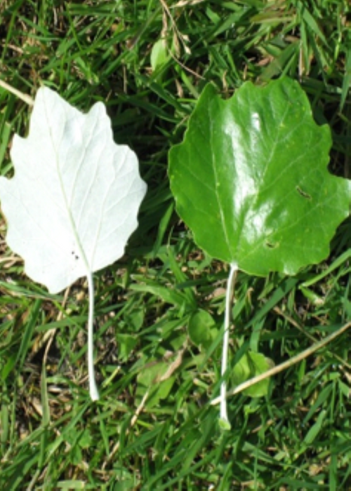 Ak Kavak Fidanı (Populus alba) 1-2 Yaş Tüplü