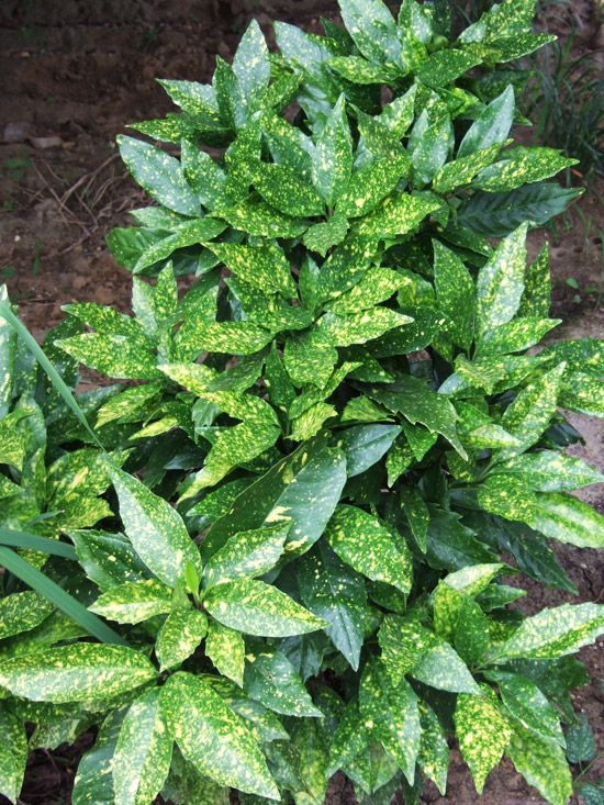 Akuba Lekeli Defne Fidanı 2 Yaş - Aucuba Japonica Variegata | Doğaşık
