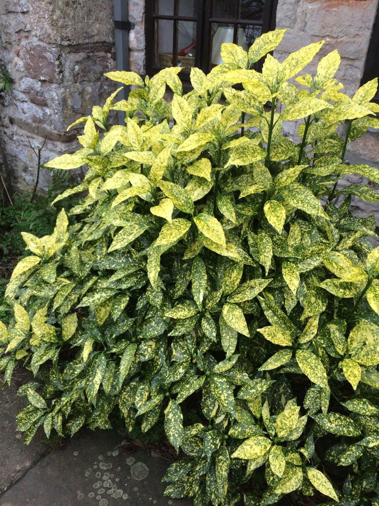 Akuba Lekeli Defne Fidanı 2 Yaş - Aucuba Japonica Variegata | Doğaşık