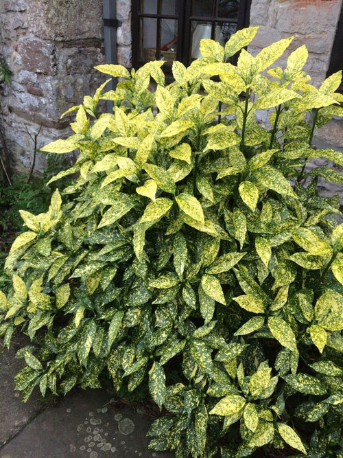 Akuba Lekeli Defne Fidanı 2 Yaş - Aucuba Japonica Variegata | Doğaşık