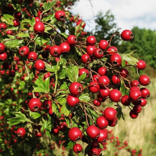 Alıç yaprak ve meyve detayı