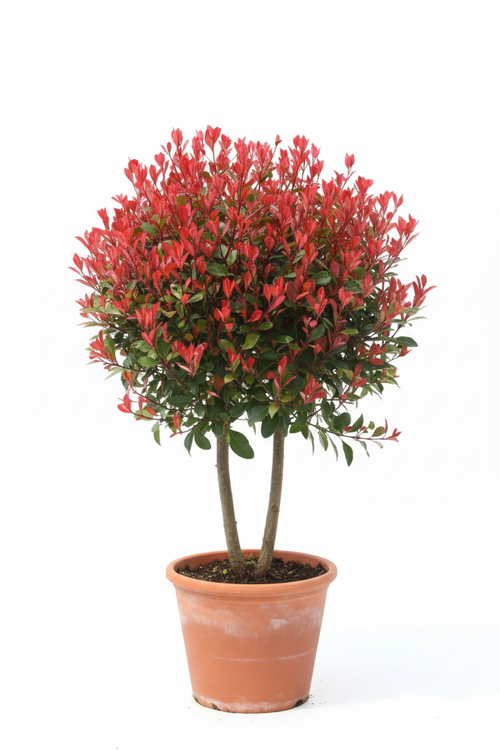 Alev Ağacı - Kil Saksıda