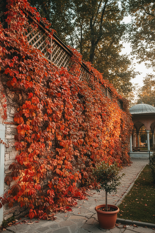 Amerikan Sarmaşığı Duvar Kaplaması