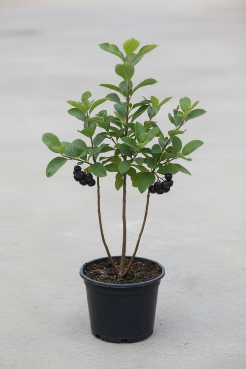 Aronya fidanı meyveli