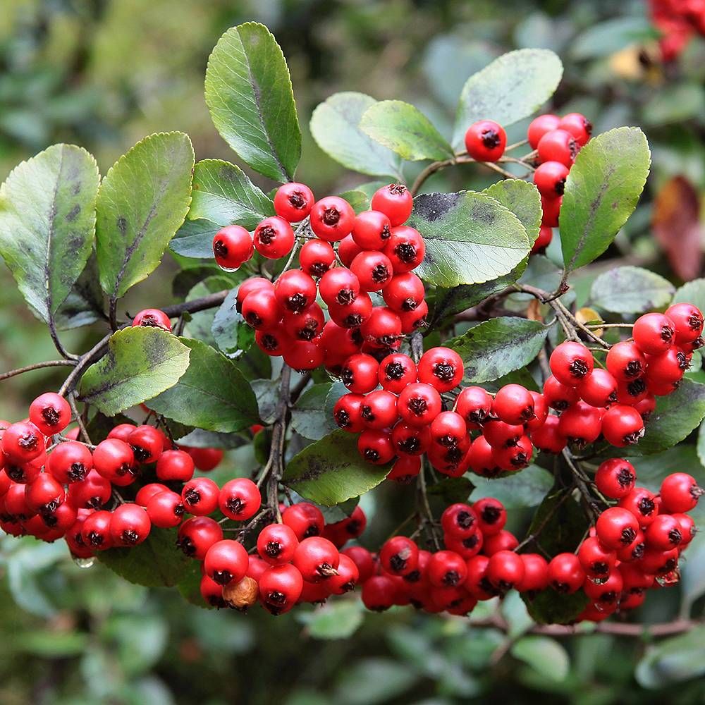 Kırmızı Bodur Ateş Dikeni Fidanı 2-3 Yaş - Pyracantha Coccinea | Doğaşık