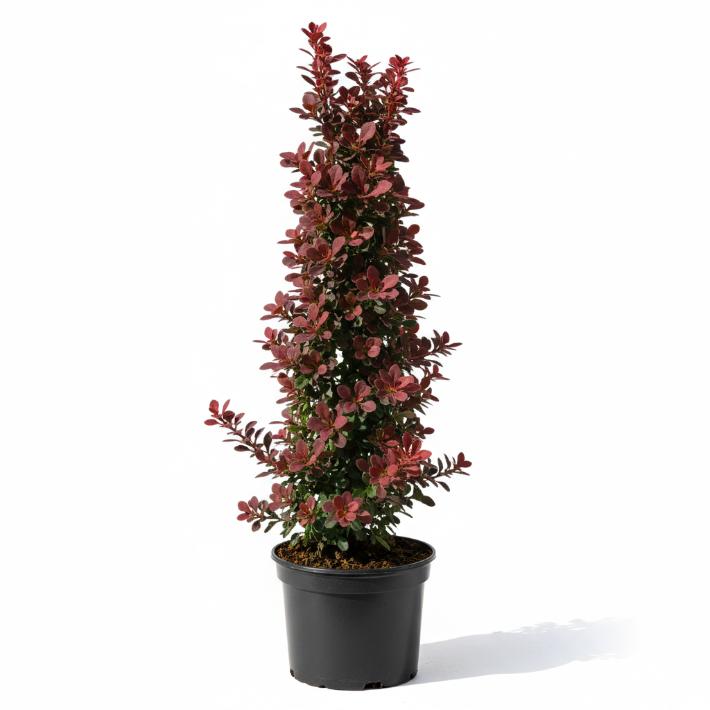 Berberis Rocket Red Fidanı - Ürün Fotoğrafı