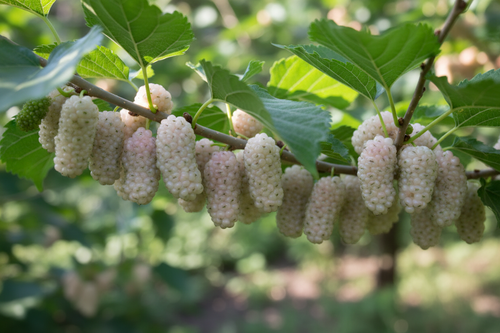 Beyaz Dut Meyve Detayı