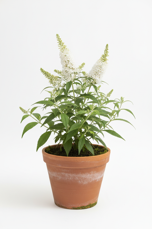 Beyaz Kelebek Çalısı - Kil Saksı