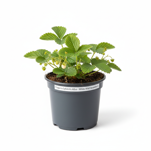 Beyaz Yaban Çileği Fidanı - Ürün Fotoğrafı