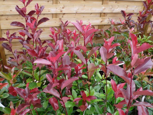 Bodur Alev Çalısı Fidanı - Kırmızı Süs Bitkisi Photinia Red Robin | Doğaşık