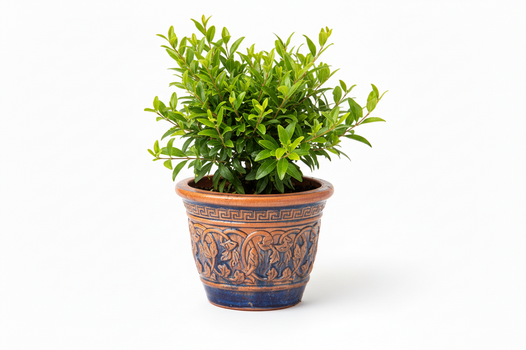 Bodur Nar Fidanı - Ürün Fotoğrafı