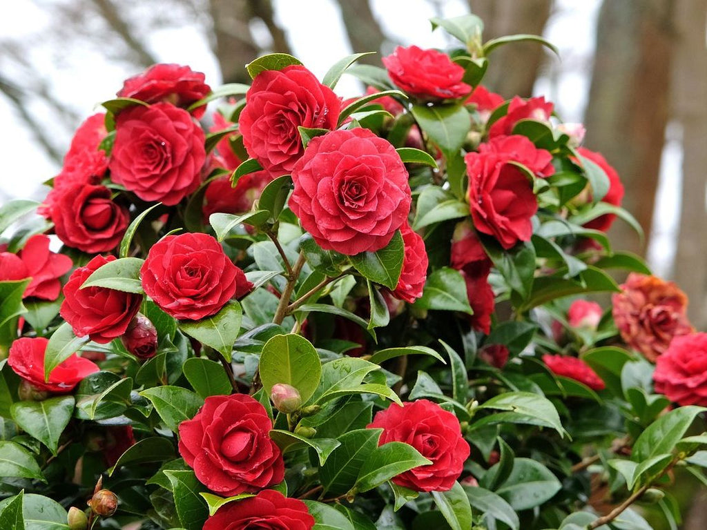 Kırmızı Kamelya Fidanı 2-3 Yaş - Camellia Japonica | Doğaşık