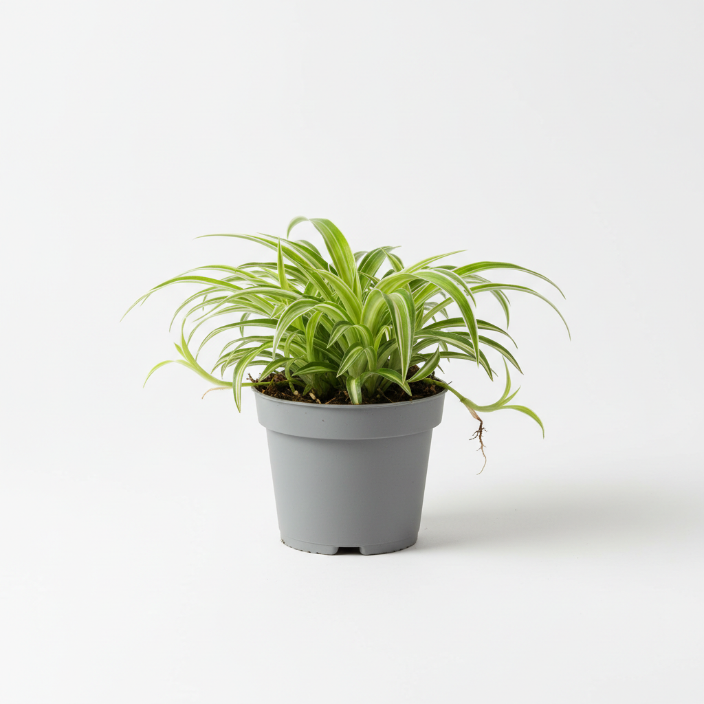 Chlorophytum Fidanı - Ürün Fotoğrafı