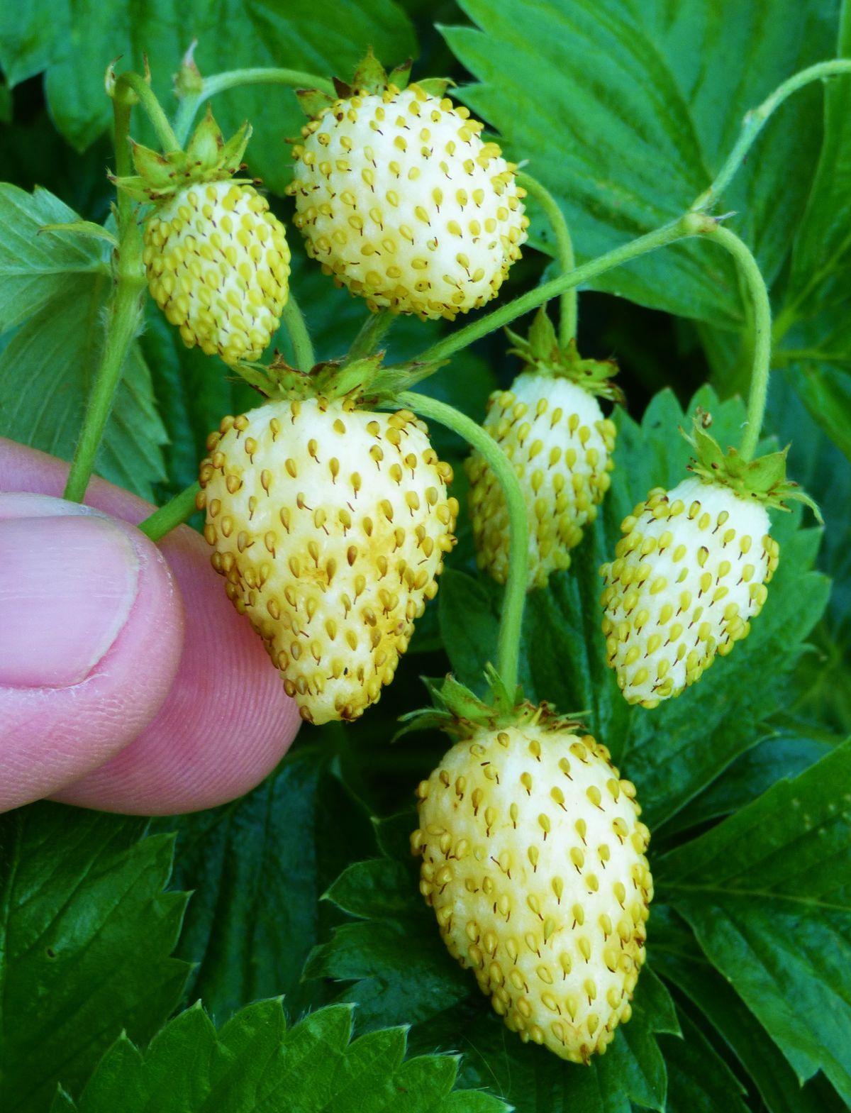 Açık Pembe Çilek Fidanı 1-2 Yaş - Fragaria Sylvestris Alba | Doğaşık