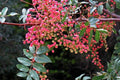 Çitlembik Menengiç Fidanı Pistacia Terebinthus 1-2 Yaş