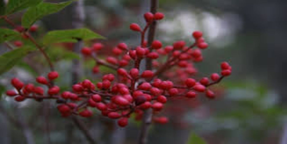 Çitlembik Menengiç Fidanı Pistacia Terebinthus 1-2 Yaş