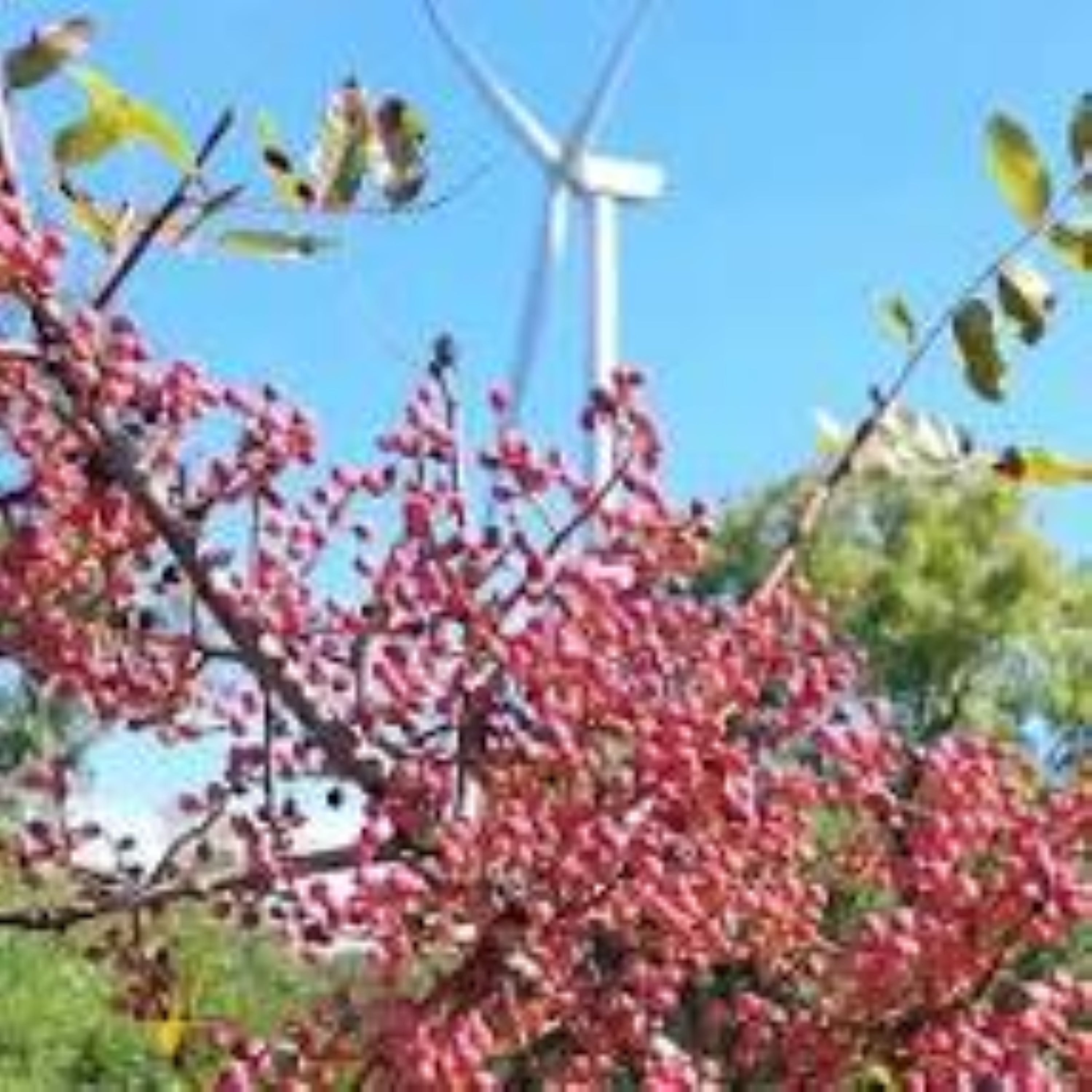 Çitlembik Menengiç Fidanı Pistacia Terebinthus 1-2 Yaş