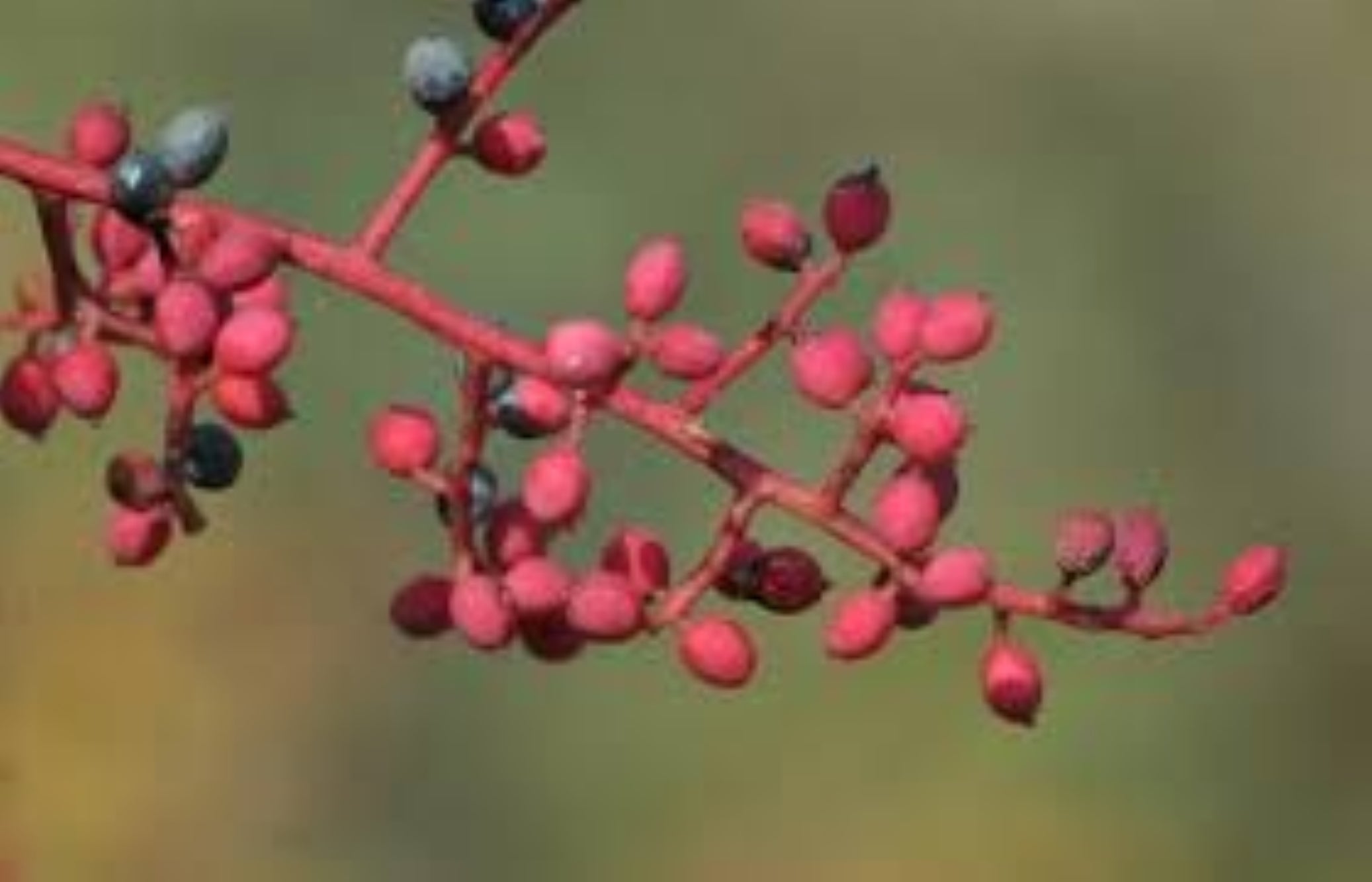 Çitlembik Menengiç Fidanı Pistacia Terebinthus 1-2 Yaş