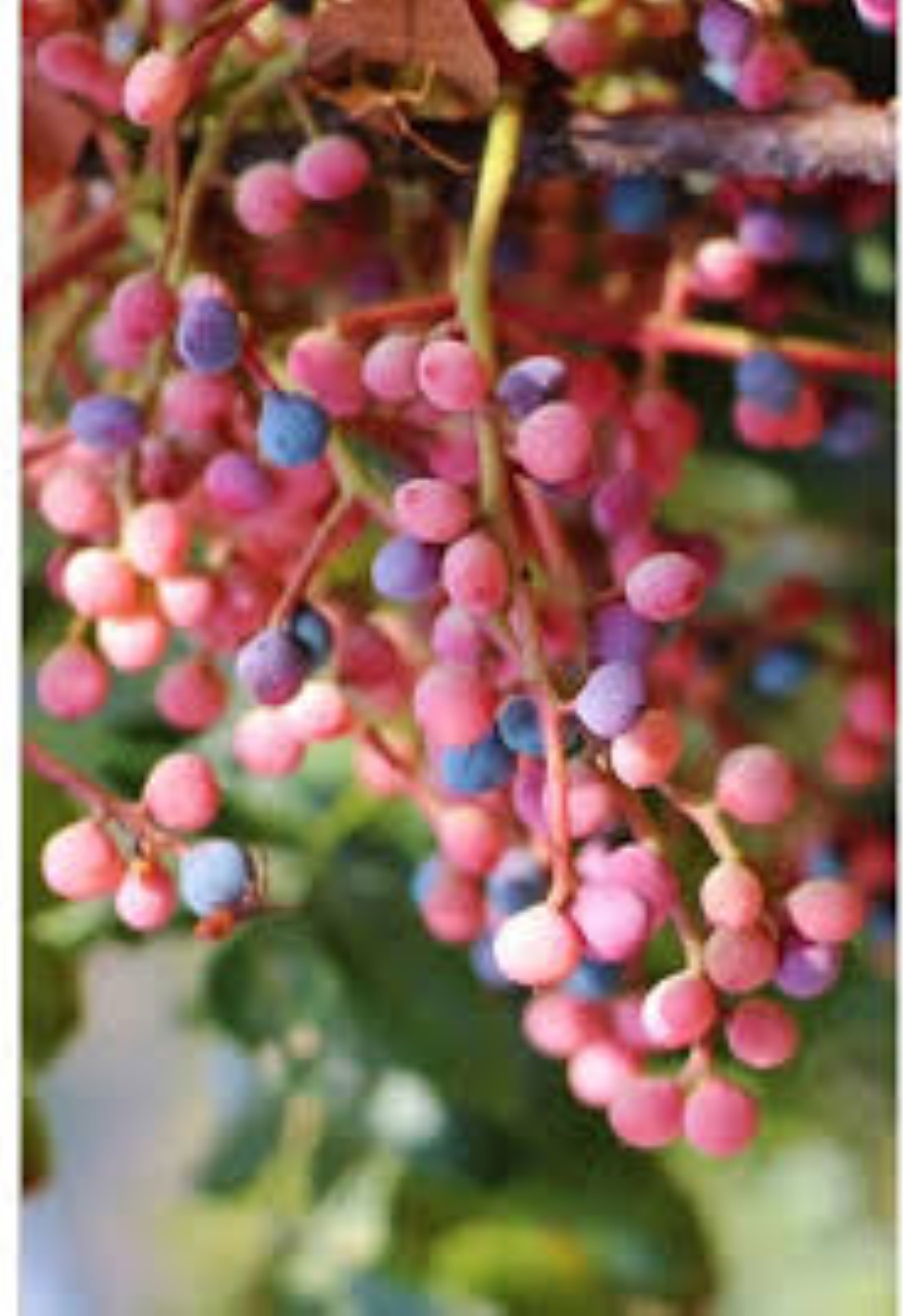 Çitlembik Menengiç Fidanı Pistacia Terebinthus 1-2 Yaş