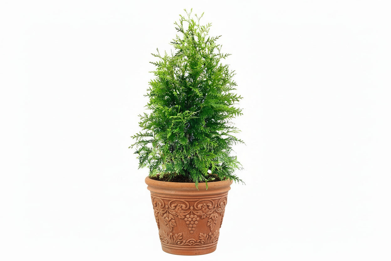 Thuja Çit Mazı Fidanı 20-40 cm Boy 1-2 Yaş | Doğaşık
