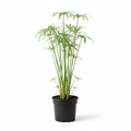Cyperus Alternifolius Fidanı - Ürün Fotoğrafı