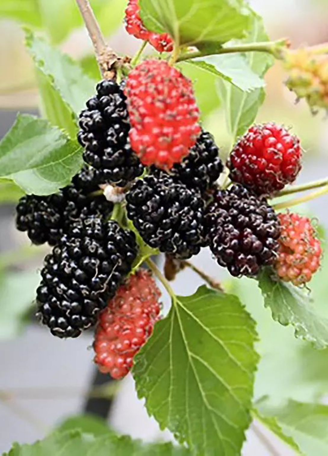 Siyah Bodur Dut Fidanı (Mojo Berry ) – 1-2 Yaş Tüplü.
