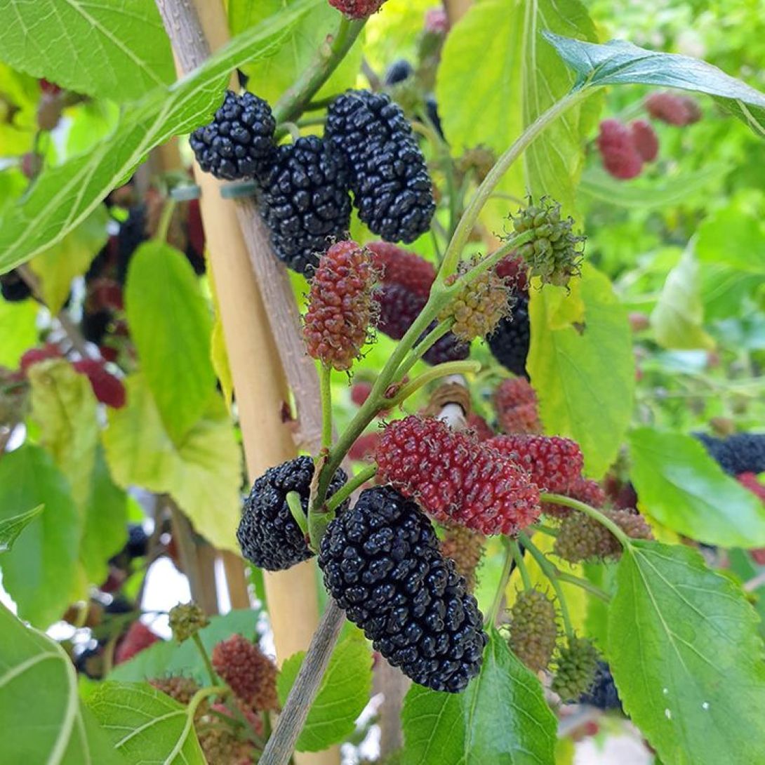 Siyah Bodur Dut Fidanı (Mojo Berry ) – 1-2 Yaş Tüplü.