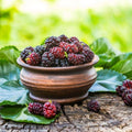 Siyah Bodur Dut Fidanı (Mojo Berry ) – 1-2 Yaş Tüplü.