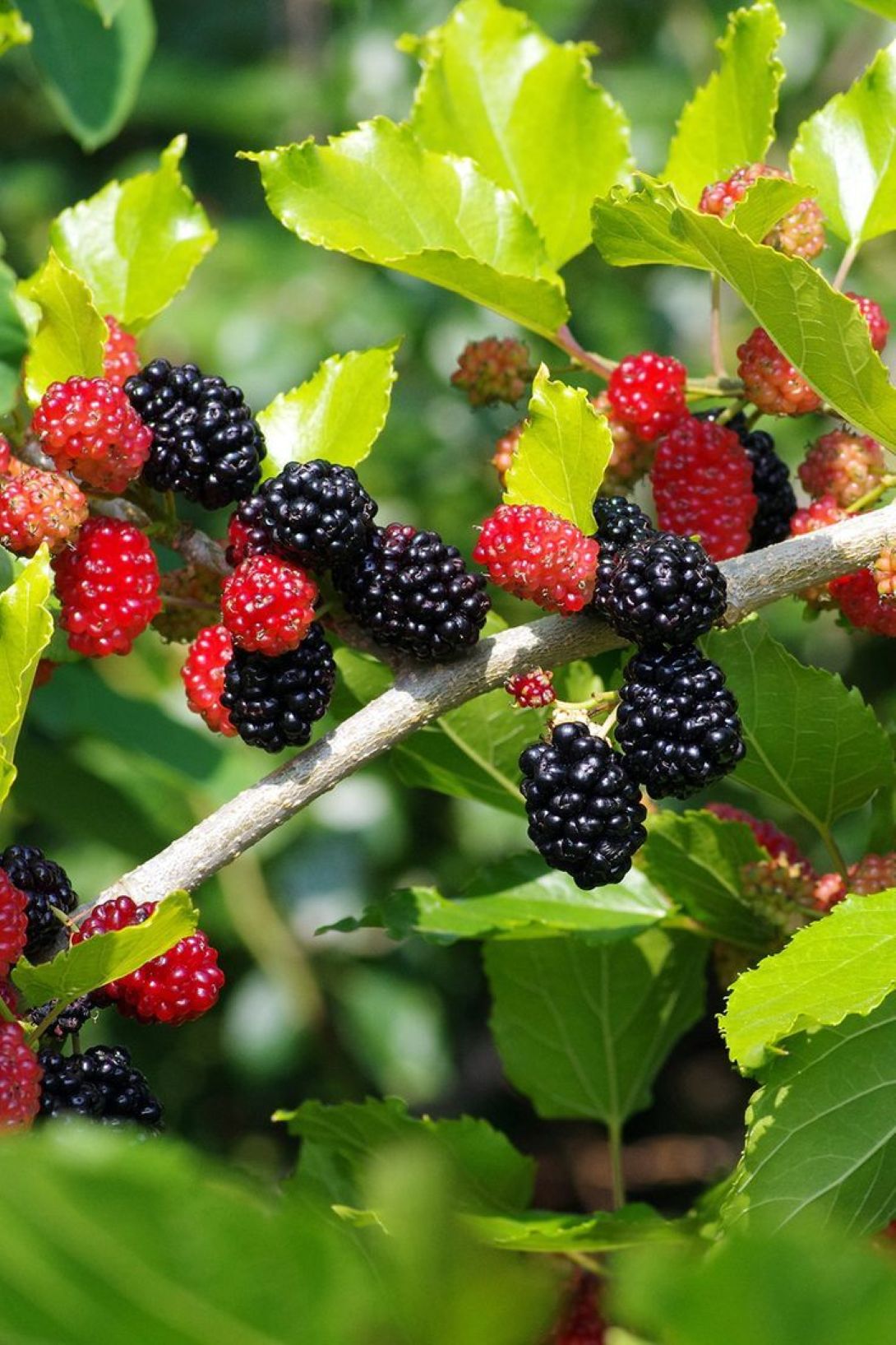 Siyah Bodur Dut Fidanı (Mojo Berry ) – 1-2 Yaş Tüplü.